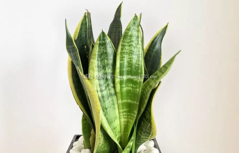 植物的养护技巧