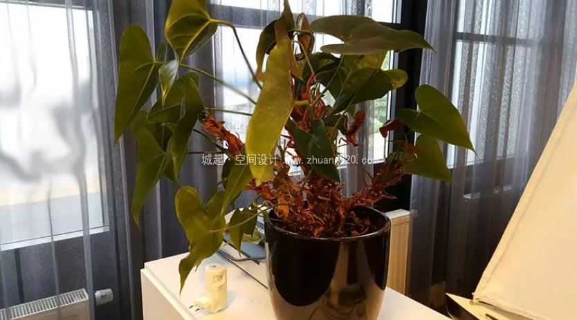 办公室植物的养护