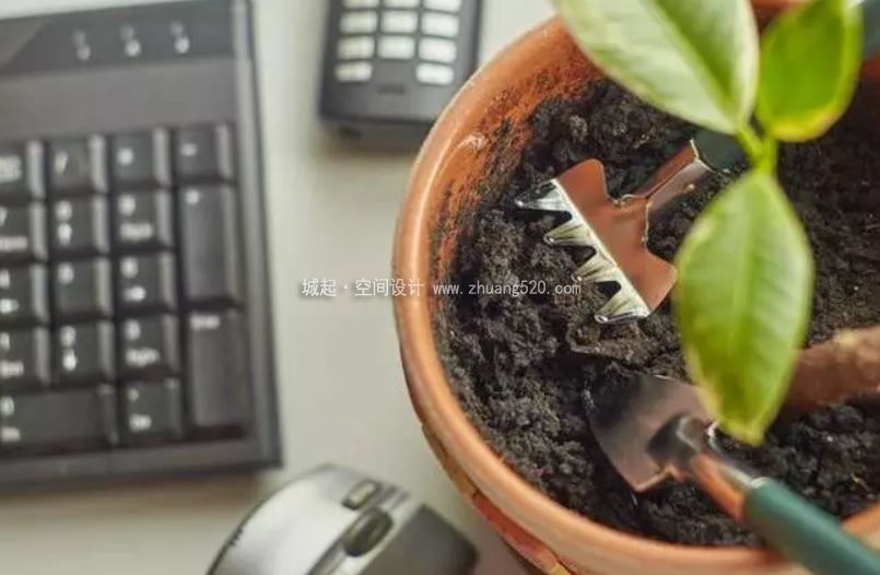 办公室植物养护