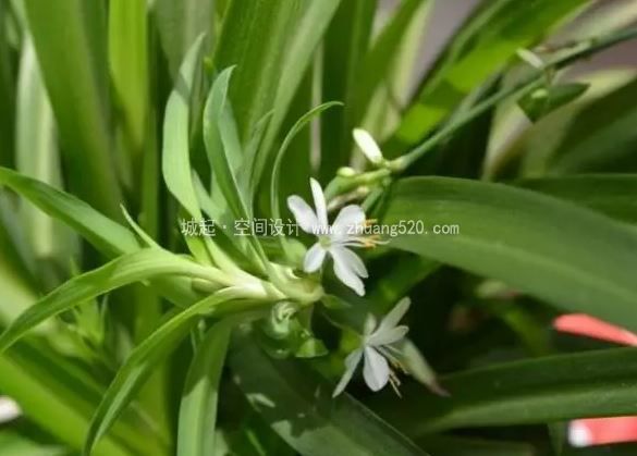 办公室植物挑选技巧