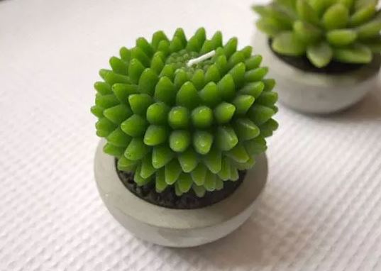 办公室植物挑选技巧