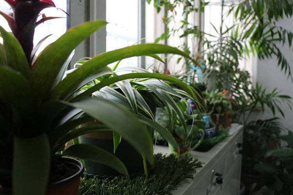 办公室植物摆放风水图片